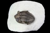 Tower Eyed Erbenochile Trilobite - Top Quality #92809-4